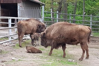 Tierpark Hirschfeld: Nachwuchs bei den Wisenten - 