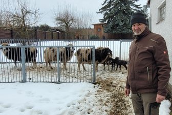 Tierpark Hirschfeld: Nachwuchs stellt sich ein - Auch Tierparkleiter Ulrich Graßl lassen die Bergschafe nur ungern an den Nachwuchs.