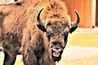 Tierpark Hirschfeld: Neuer Bulle für die Wisent-Damen - Wisent-Bulle "Donwasty"