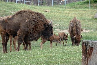 Tierpark Hirschfeld sucht Namen für Wisent-Kälbchen - Zeigen sich schon mit den Großen im Gehege: die zwei noch keinen Monat alten Wisentkälber. 