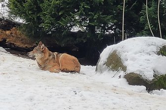 Tierpark Hirschfeld: Taro und Akira warten auf Besucher - Bis vor Kurzem ging es im Schnee des Wolfsgeheges sichtlich entspannt zu.