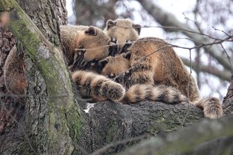Tierpark Hirschfeld: Wie Wasserschwein, Nasenbär & Co. durch den Winter kommen - So kann der Frost den Nasenbären im Tierpark Hirschfeld nichts anhaben: Fünf auf einmal schmiegen sich in einer Astgabel aneinander.