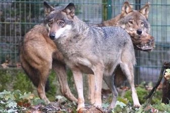 Tierpark Hirschfeld: Wölfin Dana stirbt kurz vor 13. Geburtstag - Das Wolfspaar Dana (vorn) und Joe.