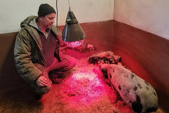 Tierpark Hirschfeld: Wünsche der Besucher werden umgesetzt - Mario Ritter bei den Minischweinen, die sich wohlig unter dem wärmenden Licht räkeln.