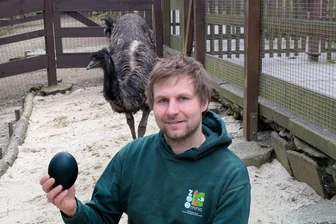 Tierpark im Erzgebirge überrascht mit Eiern im XXL-Format – Weil Emu Franz keine Lust zum Brüten hat - Tierparkleiter Peter Hömke mit einem Emu-Ei.