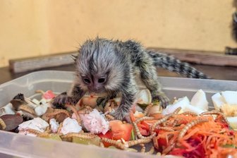 Tierpark im Erzgebirge vermeldet seltenen Drillings-Nachwuchs bei Weißbüscheläffchen - Nachwuchs hat es bei den Weißbüscheläffchen in Aue gegeben: Die Kleinen bedienen sich schon bei fester Nahrung.