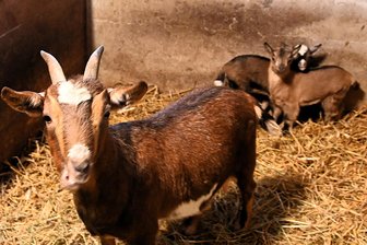 Tierpark Köbe in Penig: Zwergziegen haben Weihnachten Nachwuchs bekommen - 