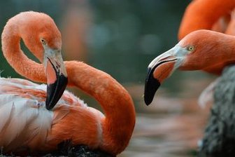 Tierpark Limbach-Oberfrohna eröffnet Flamingoland -