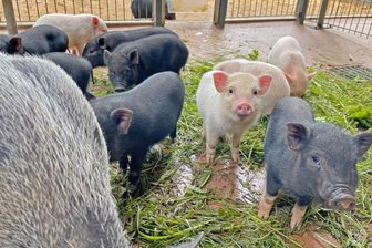 Tierpark öffnet in Ferien länger - 