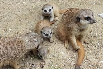 Tierpark: Rathaus will Berater nach Chemnitz holen -