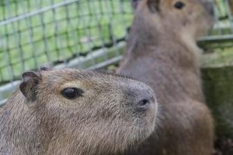 Tierpark schließt an zwei Tagen eher -