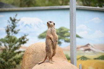 Tierpark wird Thema im Klingenthaler Stadtrat - Der Tierpark Klingenthal - im Foto die Erdmännchen - ist am Dienstag Thema im Stadtrat.
