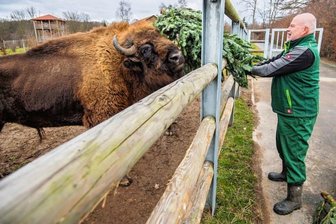 Tierparkbewohner haben ausgemusterte Weihnachtsbäume zum Fressen gern - 