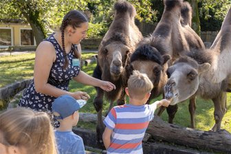 Tierparkpädagogin spezialisiert sich im Falkensteiner Tiergarten auf Kindergeburtstage - Schnitzeljagd zum Kindergeburtstag im Falkensteiner Tiergarten. Kamele zu füttern, ist für die Mädchen und Jungen ein besonderes Ereignis.