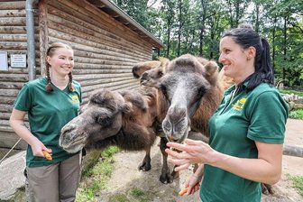 Tierpfleger-Nachwuchs im Chemnitzer Tierpark - 18-Jährige zieht für ihren Traum aus Hessen nach Sachsen - Die neue Auszubildende im Tierpark Chemnitz, Lara Kuß (links), und ihre Ausbilderin Ramona Sinnig füttern die hungrige Trampeltier-Familie. Erst im April wurde dort ein neues Jungtier geboren.