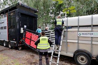 Tierquälerei auf der A 4 bei Lichtenau: Polizei stellt 67 Verstöße fest - Die Polizei hat am Mittwoch auf der A 4 diesen Lkw mit Rindern aus dem Verkehr gezogen.