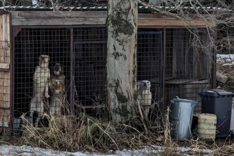 Tierquälerei im Erzgebirge: Hundehalterin von Gericht verurteilt - Blick auf die beiden Käfige in České Hamry und die drei Hunde.