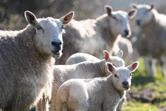 Tierquälerei in Leutersbach: Unbekannte verletzen Schaf tödlich - Unbekannte haben in Leutersbach eine Schafherde angegriffen.