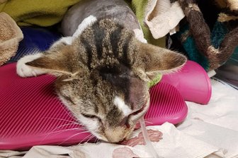 Tierquälerei in Westsachsen: Warum schießt ein Mensch auf eine Katze? - Diese hochschwangere Katze war schwer verletzt am Rande von Zwickau gefunden worden - mit drei Luftgewehrgeschossen im Kopf.