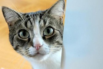 Tierquälerei: Kater mit Schrotkugeln beschossen -