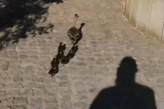 Tierrettung in Frankenberg: Ente gut, alles gut? - Die Ente und ihr Nachwuchs auf dem Weg zum Mühlgraben.