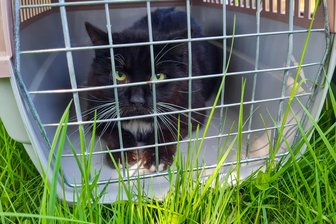 Tierrettung in Hainichen: So geht es für die Katzen aus Gersdorf weiter - In Gersdorf bei Hainichen wurden insgesamt 16 Katzen aus einem Haus geholt.