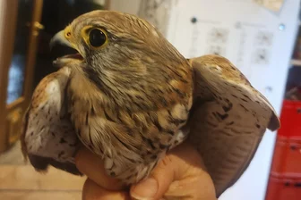 Tierrettung in Meerane: Was nach dem Feuerwehreinsatz mit dem Turmfalken passiert ist - Der Turmfalke wurde von der Feuerwehr in Meerane aus einer misslichen Lage befreit.