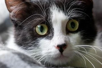 Tierschützer erwarten Zulauf nach Krise - Kater Emil ist an Tierfreunde abzugeben.
