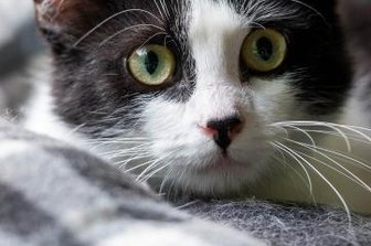 Tierschützer erwarten Zulauf nach Krise - Kater Emil ist an Tierfreunde abzugeben.