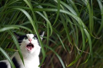 Tierschützer: Freigang nur für kastrierte Katzen -