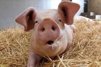 Tierschützer geben Initiative einen Korb -