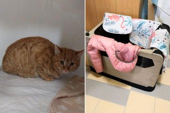 Tierschützer im Erzgebirge unter Schock: Vier Katzenkinder in eiskalter Nacht ausgesetzt - In einer Transportbox wurden die Katzen am Bockauer Tierheim ausgesetzt. Drei sind rot-getigert wie die Katze links im Bild. Der vierte Stubentiger ist schwarz.