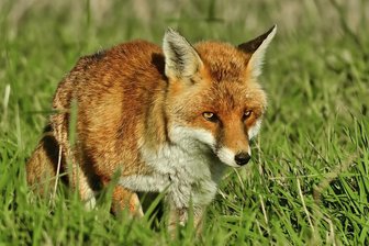 Tierschützer kritisieren Jagdhundeausbildung in Augustusburg - Hunde werden in Schliefenanlagen mit lebendigen Füchsen für die Fuchsjagd ausgebildet.