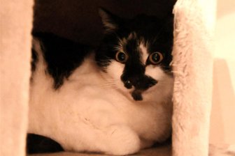 Tierschützer warnen: Böller bringen Hunde und Katzen schon vor Silvester in Gefahr - Das ist Kater Moritz, der beim Tierschutzverein Frankenberg in Obhut ist und um sein Herrchen trauert.