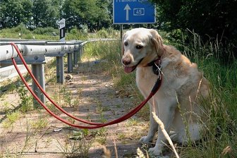 Tierschützerin zu ausgesetzten Hunden in der Urlaubszeit: "Es sind maximal Einzelfälle" - Einzelfall oder ein Schicksal von Tausenden?
