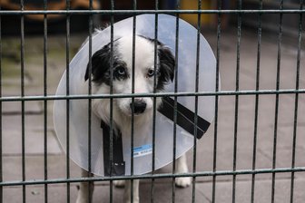 Tierschutzbund verklagt Bundesrepublik wegen Tierheimen - Der Tierschutzbund reicht eine Klage gegen die Bundesrepublik Deutschland ein. (Archivbild)
