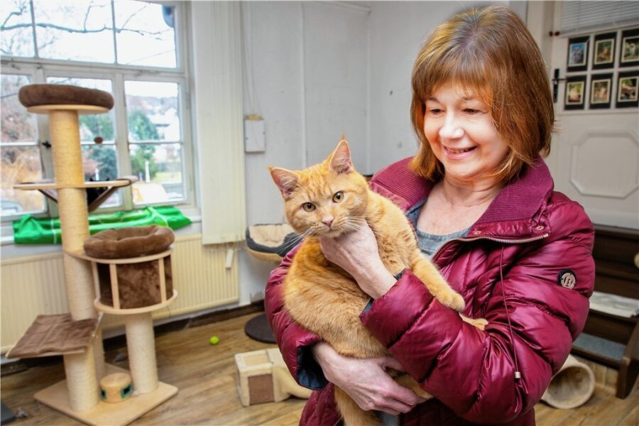Tierschutzverein sucht in Flöha neues Zuhause für obdachlose Katzen - Die Vorsitzende des Tierschutzvereins Flöha und Umgebung, Petra Vogelsang, mit Kater Rambo, der Mitte August in Niederwiesa gefunden und in die Katzenstation gebracht wurde. 