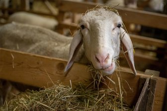 Tierseuche breitet sich aus: Mittelsachsen meldet zehn Fälle der Blauzungenkrankheit - Im Landkreis Mittelsachsen sind mittlerweile zehn Fälle der Blauzungenkrankheit bekannt.