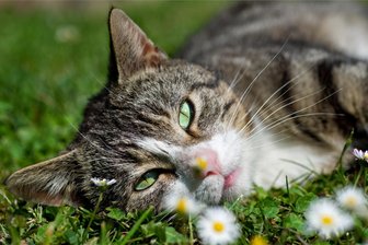 Tiertafel Vogtland ändert Abholtermine - Hauptsächlich Hunde- und Katzenbesitzer wenden sich an die Tiertafel Vogtland.