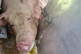Tiertransport-Kontrolle auf A 4 bei Chemnitz: Verletzte Schweine, schwere Verstöße und Drogenverdacht - Eine eingeklemmte Sau in einem der Transporter.