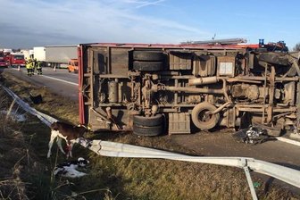 Tiertransport verunglückt: zwei Menschen verletzt, zwei Kälber tot - 