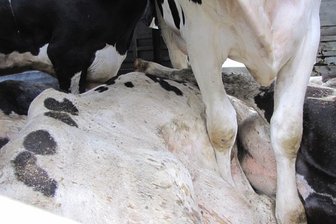 Tiertransporte kontrolliert - 40 Anzeigen wegen Verstößen - In diesem Transport wurden eklatante Verstöße gegen das Tierschutzgesetz entdeckt.