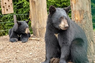 Tiger&Co-Star leiht Falkensteiner Tierpark seine Stimme - Falkensteins Tiergarten - hier die Schwarzbären - bekommt im Internet einen digitalen Rundgang. Die Texte, Töne und Fotos machen die Einrichtung für Menschen mit Behinderung besser zugänglich.