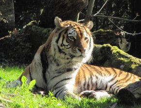 Tigerin im Tierpark Chemnitz eingeschläfert -