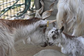Tipp für Osterausflug: Süße Mini-Ziege ist der jüngste Nachwuchs im Limbacher Tierpark - Mini-Ziege im Amerika-Tierpark.