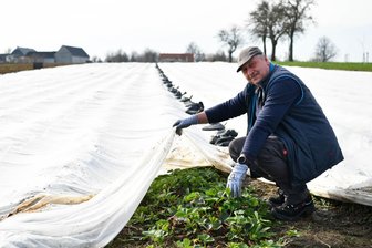 Tipp vom Obstgutchef in Seelitz: So werden die Erdbeeren früher reif - Erdbeeren bei der Obstgut Genossenschaft Seelitz: Heiko Hübler am Erdbeerfeld bei Städten.