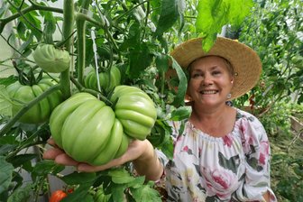 Tipps von der Tomatenqueen: „Alter Kommunist“ leidet unter Nährstoffmangel - Immer wieder hört Tomatenqueen Swetlana Hüttner, dass dieses Jahr kein gutes Tomatenjahr ist. Auch sie selbst spürt das. So ist ihre Tomatensorte „Beefsteak Albi“ zwar groß, doch sie wird wohl nicht so schwer, wie gehofft.