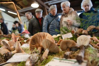 Tipps zum Wochenende im oberen Vogtland: Schwammetag, Julia Neigel und Wandertag - Der Vogtländische Schwammetag lockt am Sonntag, 10 bis 18 Uhr nach Magwitz. Höhepunkt ist die große Pilzausstellung in der Festhalle.