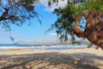 Tod auf Mallorca: Freiberger wollte seinen Freund retten und starb - An diesem Strandabschnitt bei Son Serra auf Mallorca saßen die Freiberger gemeinsam - dort kam der 57-Jährige später im Meer ums Leben. 