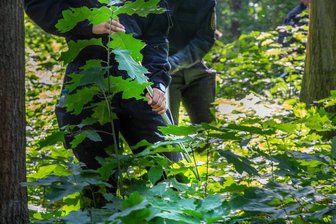 Die Polizei suchte in Chemnitz und Umland nach Wilma B., die am 9. Juni verschwunden war. Hier ein Bild von einer Suchaktion am 9. August im Wald zwischen Chemnitz und Niederwiesa.